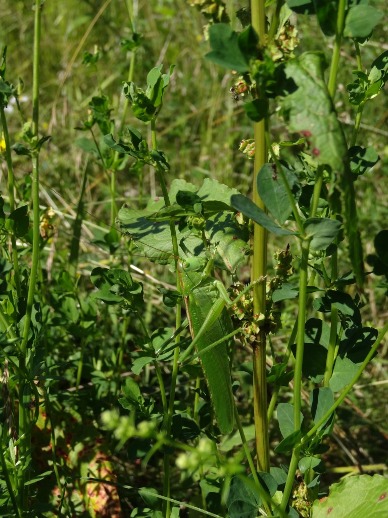 Grünes Heupferd (Tettigonia viridissima) gut getarnt im hohen Gras [gm]
