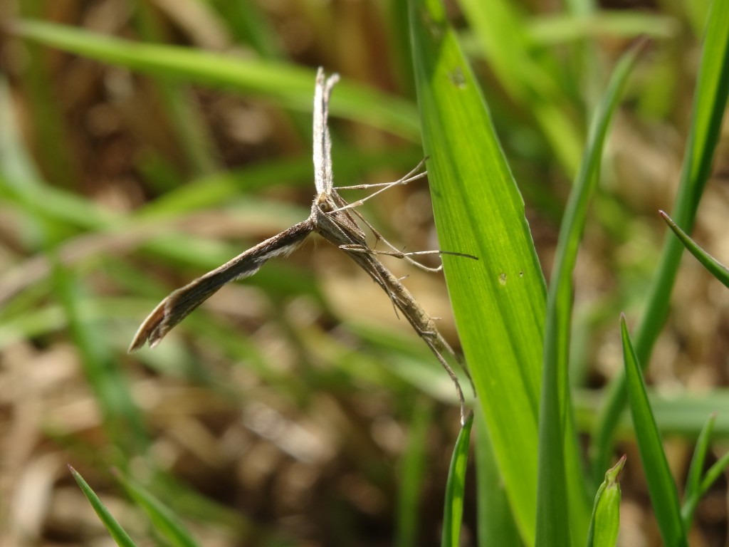 Bei der Ackerwinden-Federmotte (Emmelina monodactyla) sind die Flügel eingerollt und stehen etwa im rechten Winkel vom Körper ab [gm]