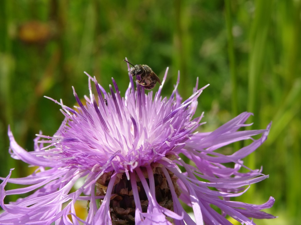 Unbekannte Wildbiene auf einer Wiesenflockenblume [gm]