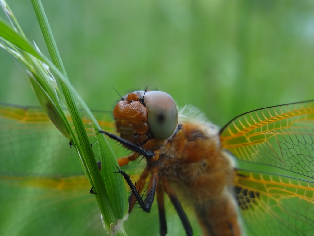 Weibchen der Spitzenfleck-Libelle (Libellula fulva) [gm]