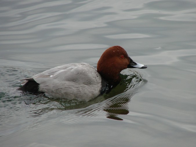 Männliche Tafelente (Aythya ferina). Diese Tauchenten sind bei uns Wintergäste [gm]