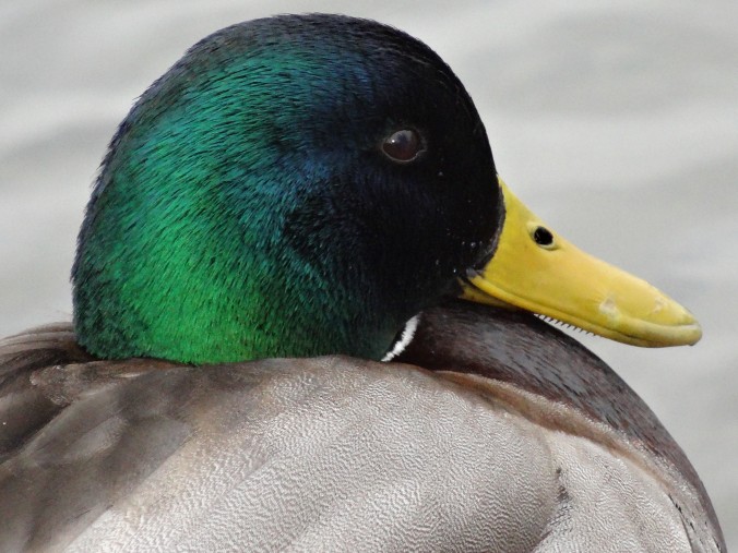 Portrait eines Stockentenerpels (Anas platyrhynchos) im Prachtkleid. Die kleinen Zähnchen am Schnabel funktionieren bei der Nahrungsaufnahme wie ein Filter [gm]