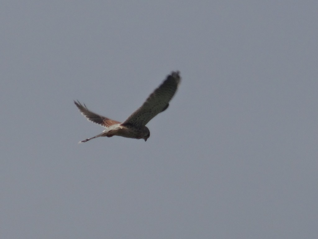 Männlicher Turmfalke (Falco tinnunculus) im Rüttelflug. Diese Flugtechnik erlaubt es dem Falken in der Luft stehen zu bleiben und ein ruhiges Blickfeld auf potenzielle Beute am Bode zu haben. [gm]