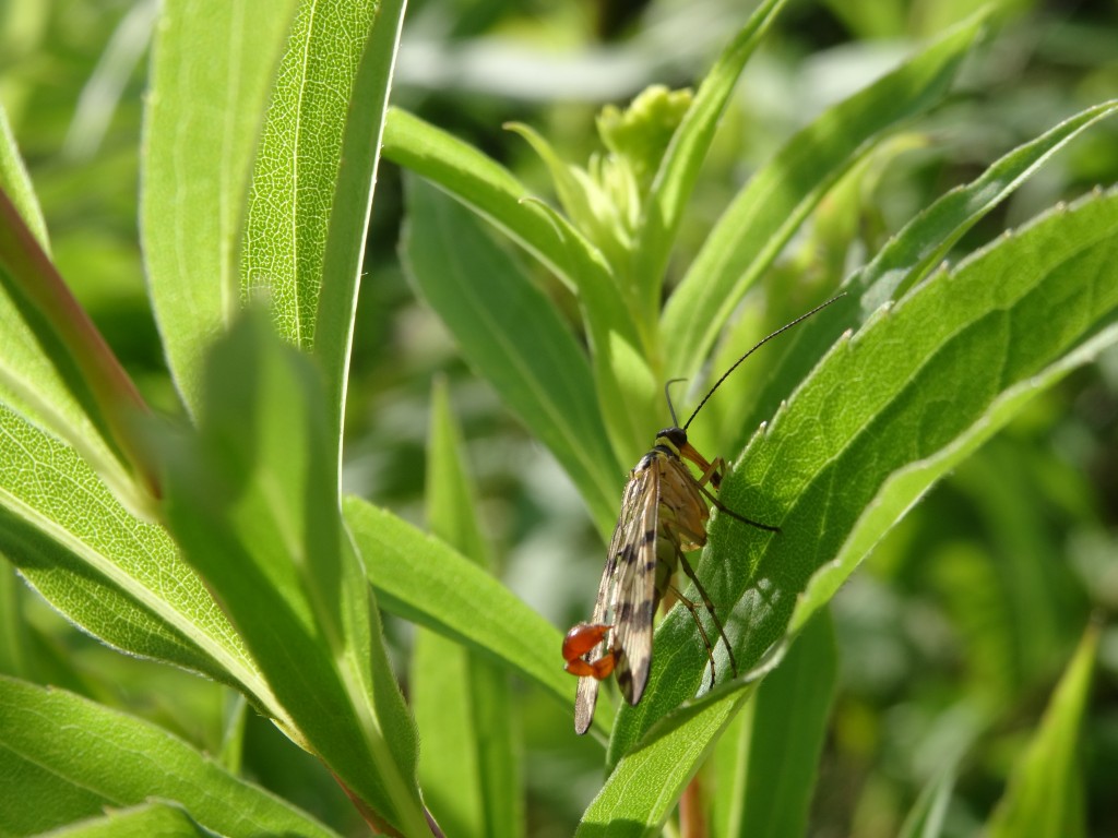Bei der männlichen Skorpionsfliege (Panorpa communis) sieht der Hinterleib villeicht gefährlich aus. Der ''Stachel'' dient aber nur der Fortpflanzung [gm]
