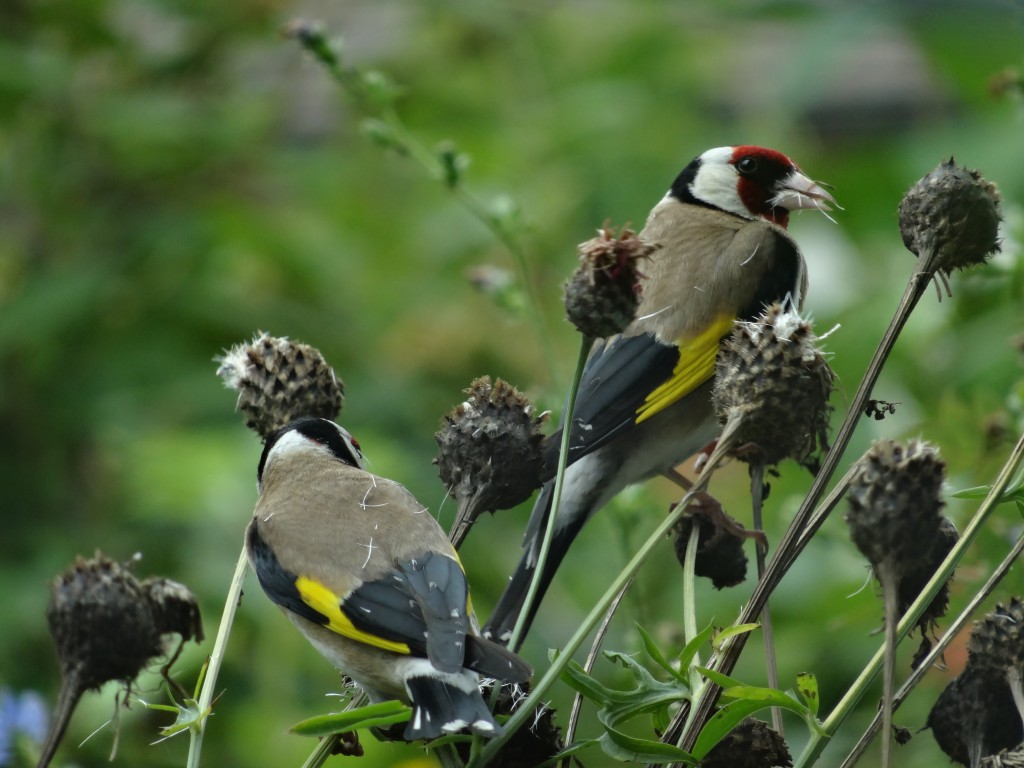 Der schöne Finkenvogel ernährt sich oft von Samen wie bei dieser Wiesenflockenblume [gm]