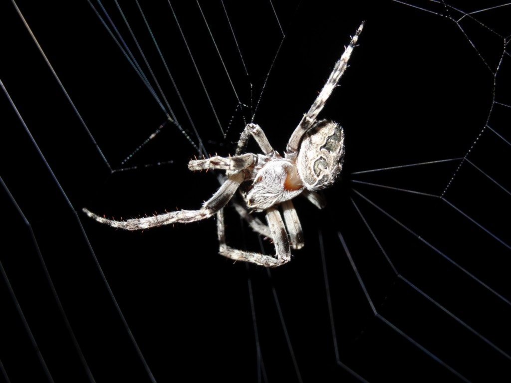 Eine Kreuzspinne (Araneus diadematus) arbeitet an ihrem Radnetz [gm]