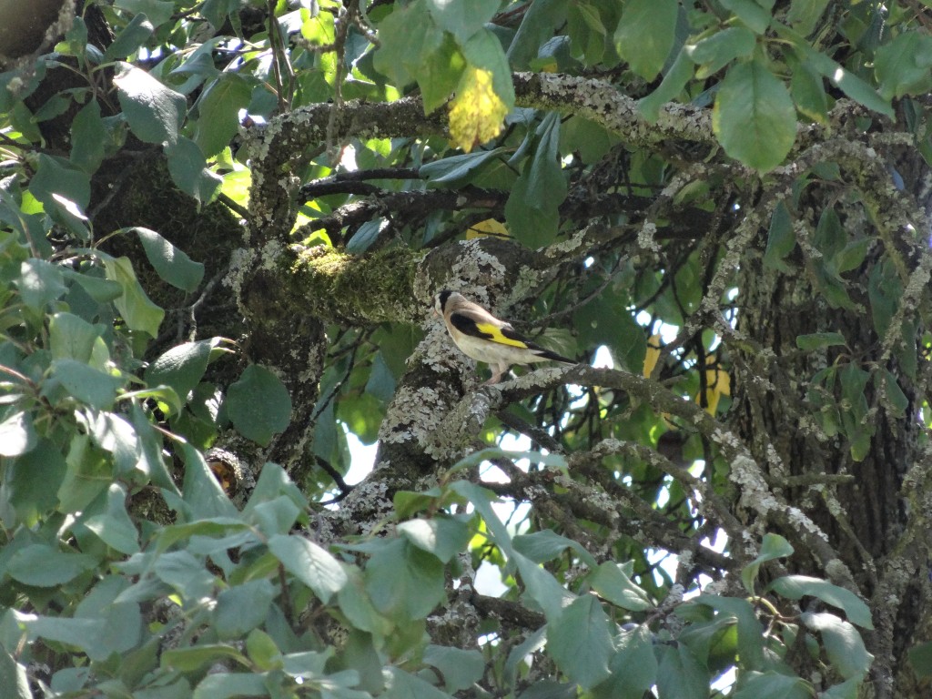 Stieglitz (Carduelis carduelis) auf einem Zwetschgenbaum [gm]