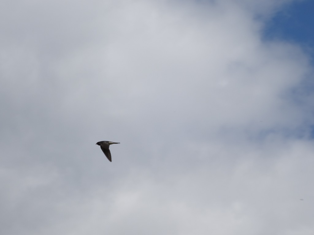 Rauchschwalbe (Hirundo rustica) im Flug [gm]