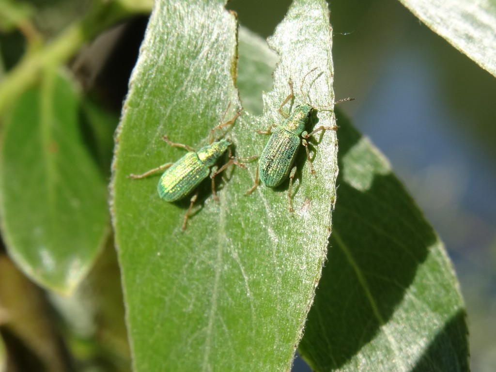 Silberner Grünrüssler (Phyllobius argentatus) auf Silberweidenblatt [gm]