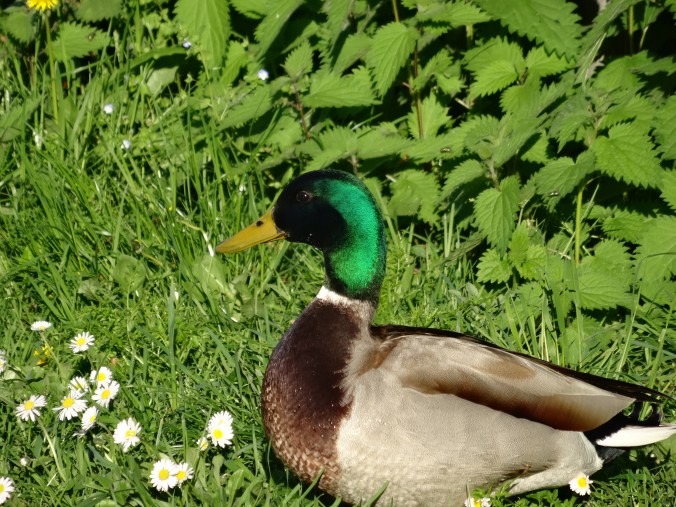 Im Gegensatz zu den Tauchenten (Tafel- , Reiher- und Kolbenente) können Schwimmenten wie die Stockente ihre Nahrung nur durch das Gründeln (Kopf unter Wasser strecken) aufnehmen [gm]