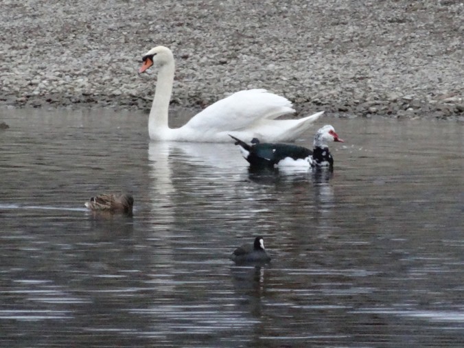 Warzenente im Grössenvergleich zum Höckerschwan. Ausgewachsene Warzenentenerpel können 7 Kilogramm schwer werden. [gm]