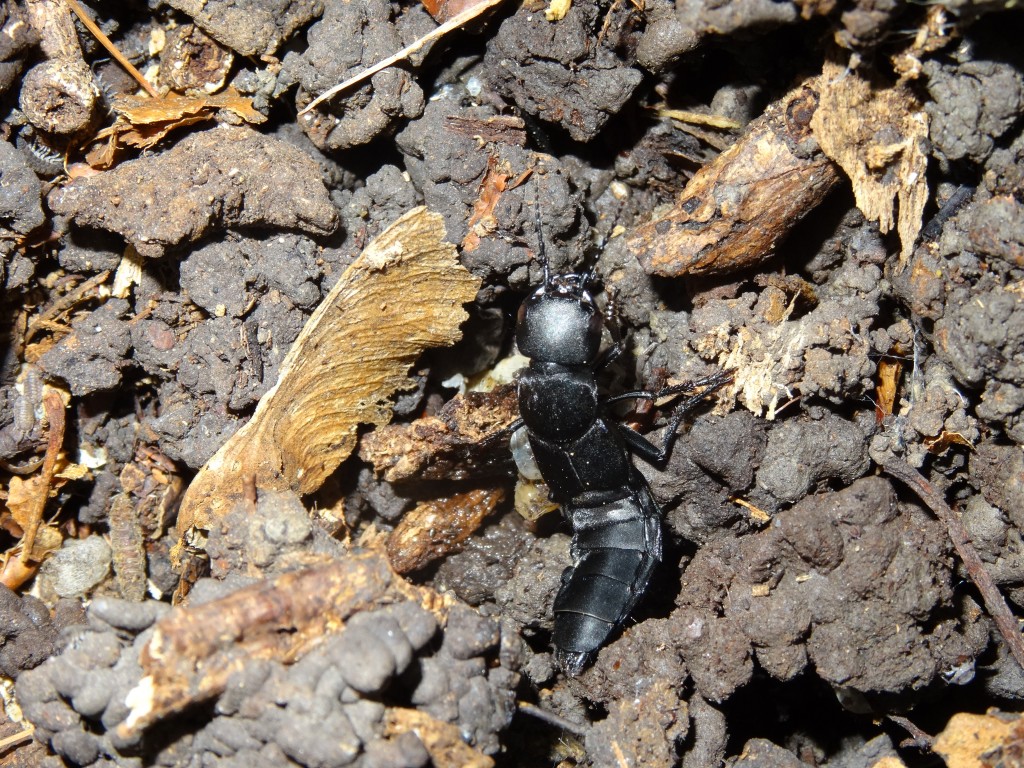 Der schwarze Moderkäfer (Ocypus olens) wird bis über 3 Zentimeter lang und ernährt sich räuberisch. Es kann durchaus vorkommen, dass er einen Regenwurm angreift der um ein Vielfaches länger ist als er selbst. [gm]