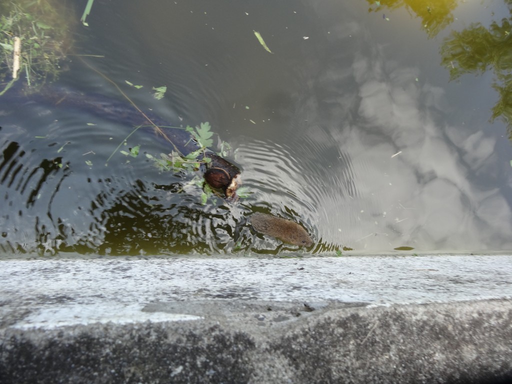 Schermaus (Arvicola terrestris) schwimmend [gm]