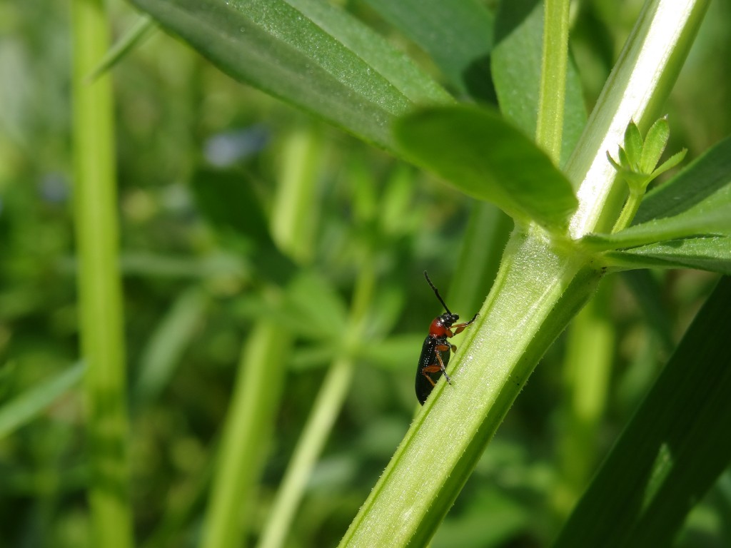 Unbekannter Käfer auf einem Labkraut [gm]