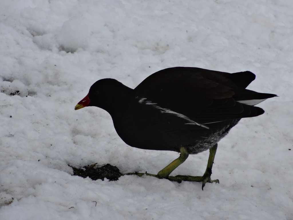Männliche Teichralle (Gallinula chloropus) sucht im Schnee nach Nahrung [gm]