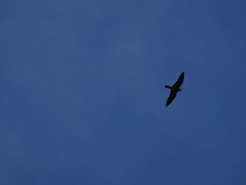 Der Wanderfalke (Falco peregrinus) erbeutet meistens Tauben [gm]