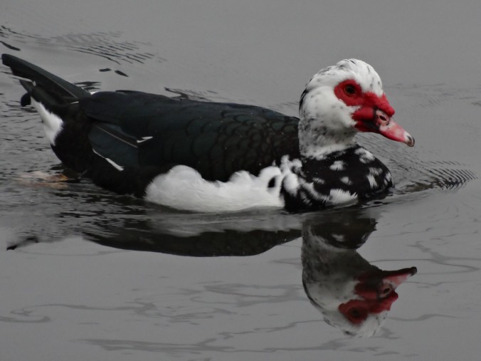 Die Warzenente ist die Zuchtform der wildlebenden Moschusente (Cairina moschata) [gm]