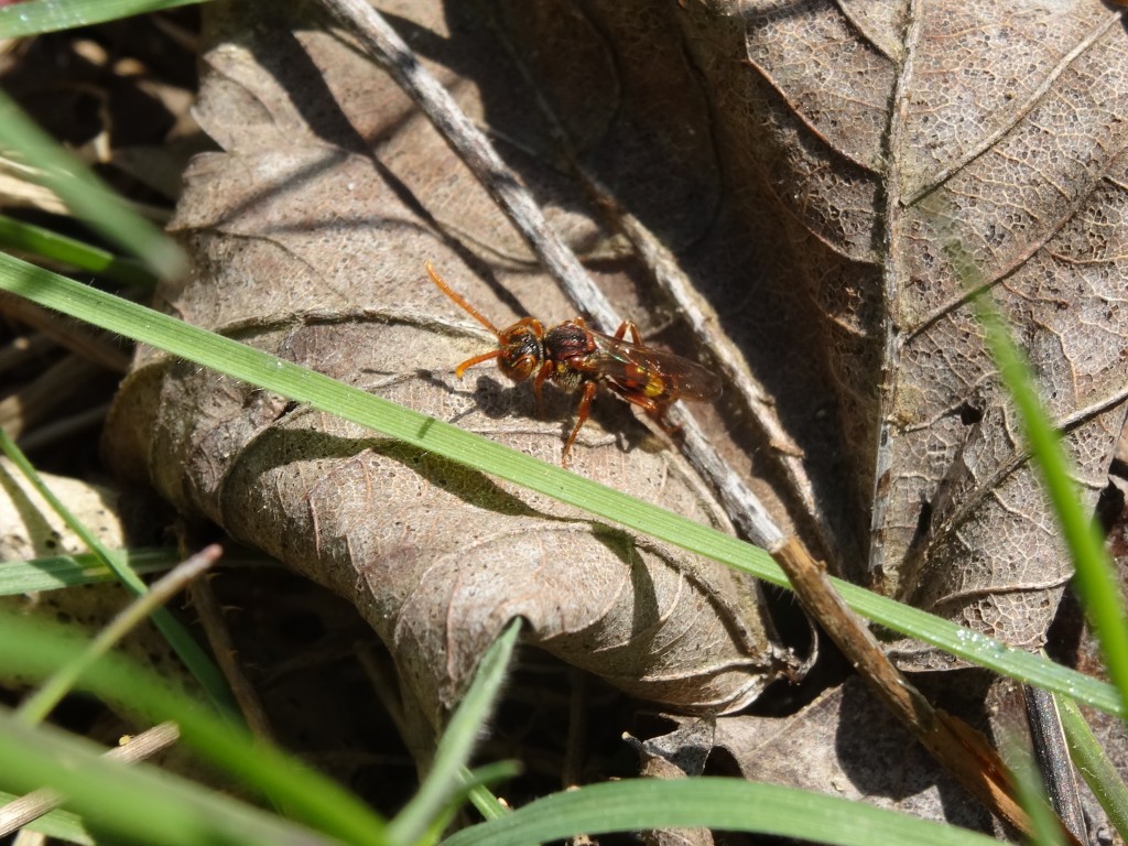Die rote Wespenbiene (Nomada armata) wird oft mit einer Wespe verwechselt. Sie ist jedoche eine parasitisch lebende Bienenart [gm]