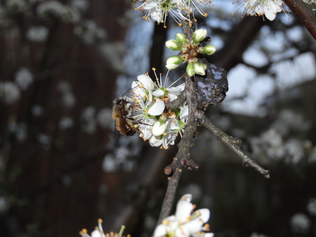 Männliche rostrote Mauerbiene (Osmia bicornis) auf einer Schwarzdornblühte [gm]
