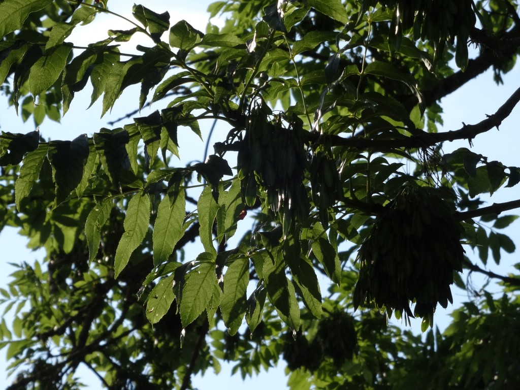 Die jungen Eschensamen hängen in grossen Büscheln im Baum [gm]