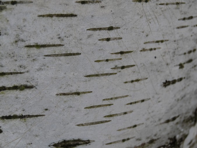 Borke einer jungen Hängebirke (Betula pendula) [gm]