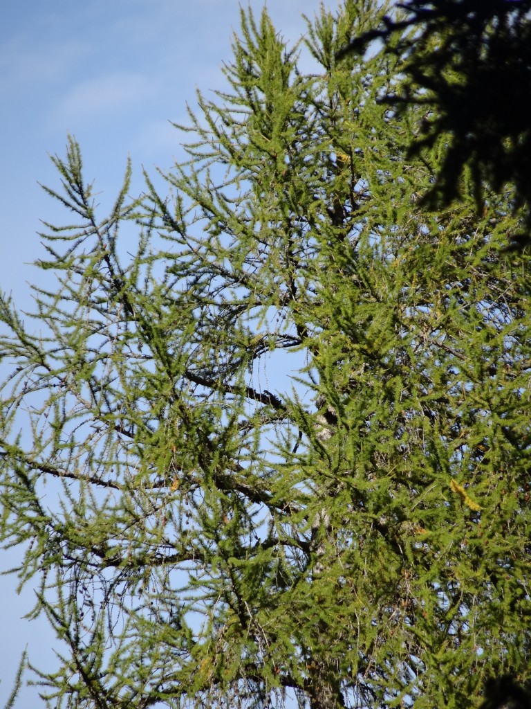 Europäische Lärche (Larix decidua) ist vereinzelt auch im Mittelland anzutreffen [gm]