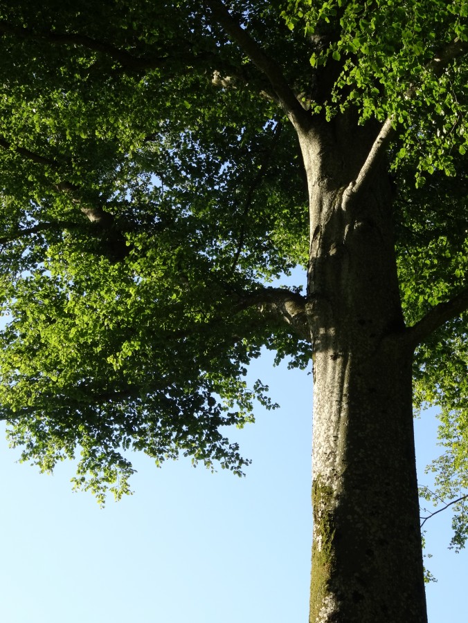 Die Rotbuche (Fagus sylvatica) trägt diesen Namen, weil das Holz im Querschnitt eine rötliche Färbung aufweist [gm]