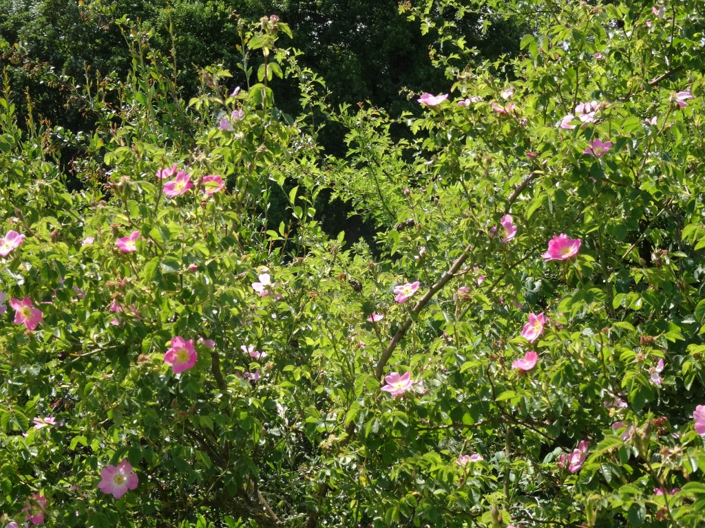Die Äste der Hunds-Rose (Rosa canina) wachsen bogig überhängend und werden über drei Meter hoch [gm]