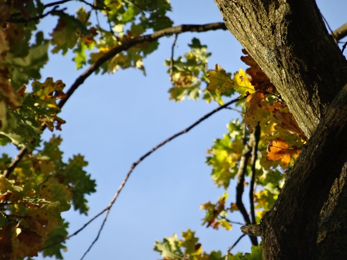 Stieleiche im Herbst [gm]