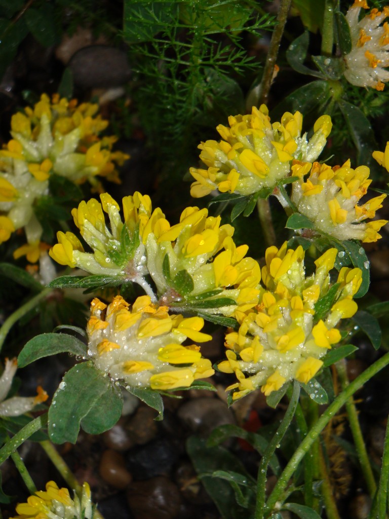 Blüten des echten Wundklees (Anthyllis vulneraria) mit Wassertropfen [gm]