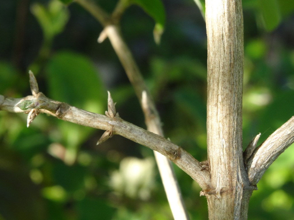 Ältere Zweige der roten Heckenkirsche sind hohl und erinnern an Knochen. Die kleinen spitzen Knospen werden schnell mit Dornen verwechselt. [gm]