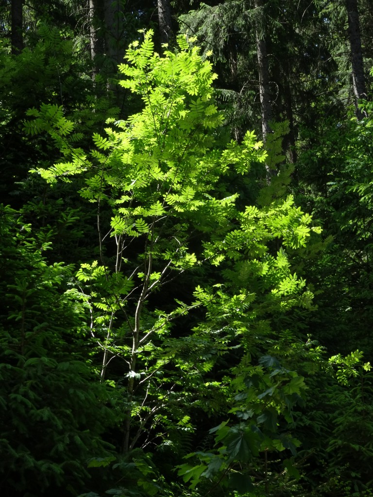 Der Vogelbeerbaum oder auch Eberesche (Sorbus aucuparia) genannt ist eine Pionierart und eine wichtige Futterpflanze für Vögel und Säugetiere [gm]