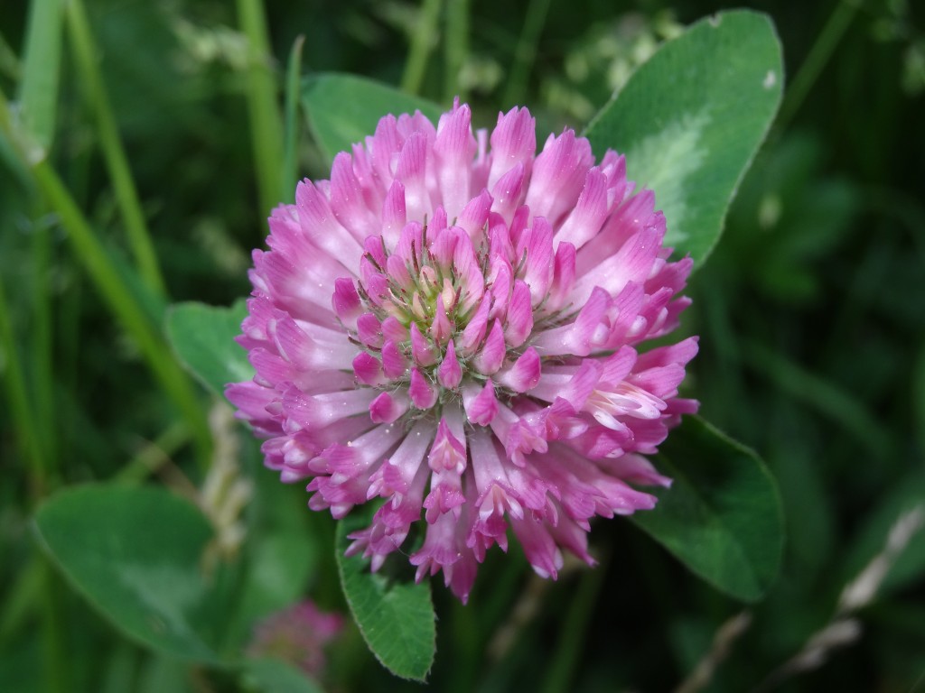 Blüte der Wiesenklees (Trifolium pratense) [gm]