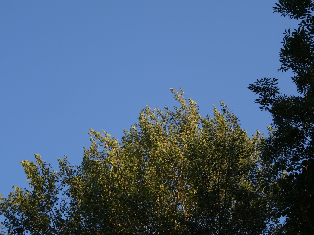 Die Espe oder auch Zitter-Pappel (Populus tremula) besitzt lange, dünne Blattstiele, die schon bei geringem Wind in Bewegung geraten. Daher kommt die Bezeichnung 'wie Espenlaub zittern.'  [gm]