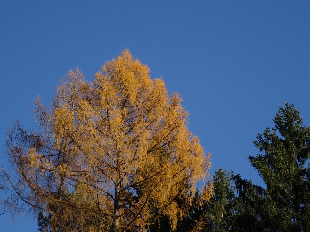 Herbstfärbung der Lärche. Sie gehört den wenigen Nadelgehölzen an, die die Nadeln im Winter abwerfen [gm]