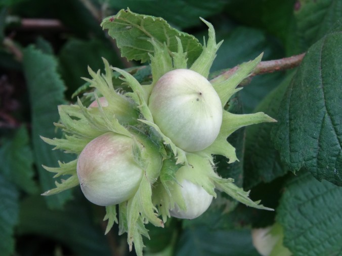 Die unausgereiften Nüsse sind von den Fruchtbecherblättern umgeben. Die reifen Nüsse sind im Herbst eine beliebte Zwischenmahlzeit für eine Vielzahl von Nagetieren aber auch für uns [gm]