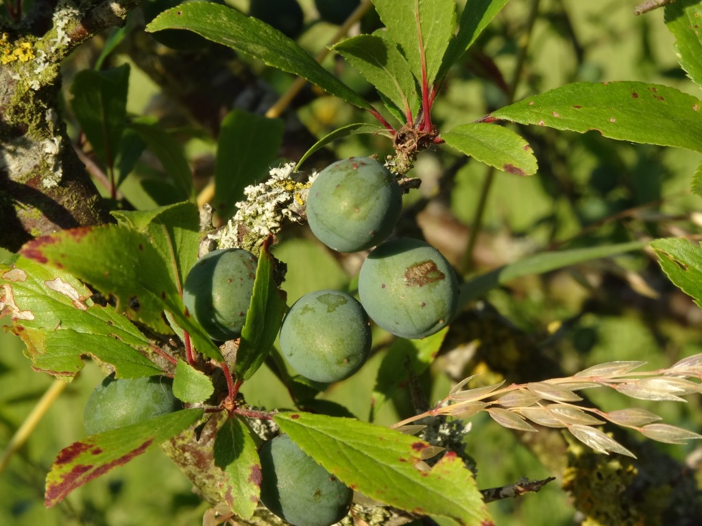 Die unreifen, harten, grünen Beeren reifen vom Juni bis in den Oktober [gm]