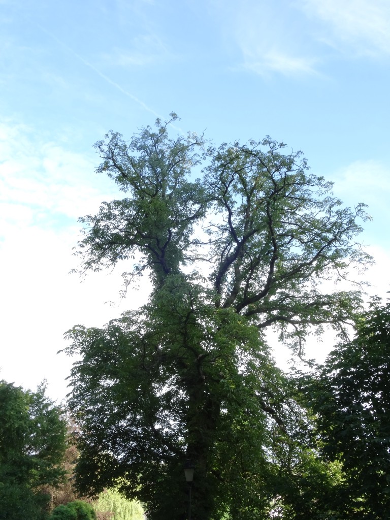 Alter mit Efeu überwachsener Walnussbaum (Juglans regia) [gm]