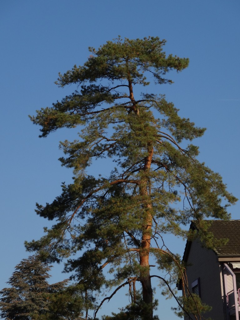 Die Rinde der Waldföhre (Pinus sylvestris) leuchtet im Sonnenlicht kupferfarben [gm]