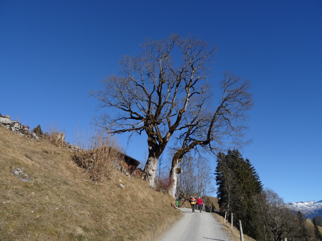 Bergahorne können 300 Jahre alt und 30 meter hoch werden. Diese Exemplare stehen in den Glarner Alpen. [gm]