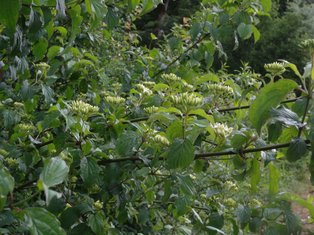 Blüten des roten Hartriegels (Cornus sanguinea) im Juni [gm]