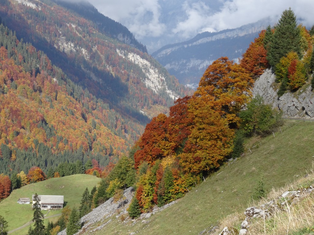 Im Herbst kann man die wunderschön gefärbten Rotbuchen gut sehen. Hier in den schwyzer Bergen. [gm]