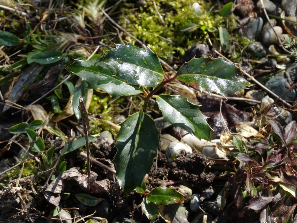 Junge europäische Stechpalme (Ilex aquifolium) [gm]