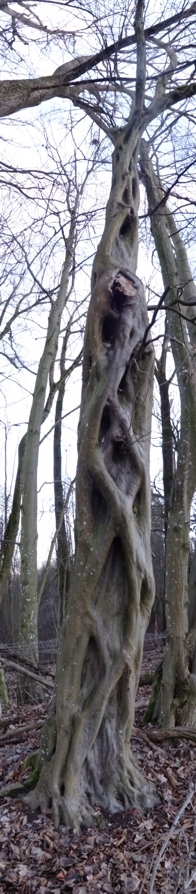 Kunstvoll gewachsener Stamm der Hainbuche im Winter. [gm]