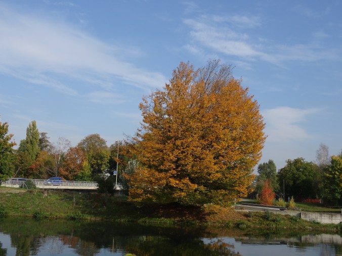 Hain-, Weiß- oder auch Hagebuche (Carpinus betulus) wird sie genannt. Anders als gedacht ist sie nicht näher mit der Rotbuche verwandt. [gm]