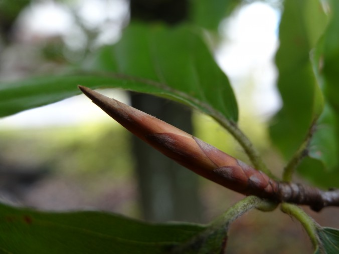 Die spitzen Blütenknospen der Rotbuche werden bereits im Herbst gebildet, überdauern den Winter und kommen im April des Folgejahres zum blühen [gm]