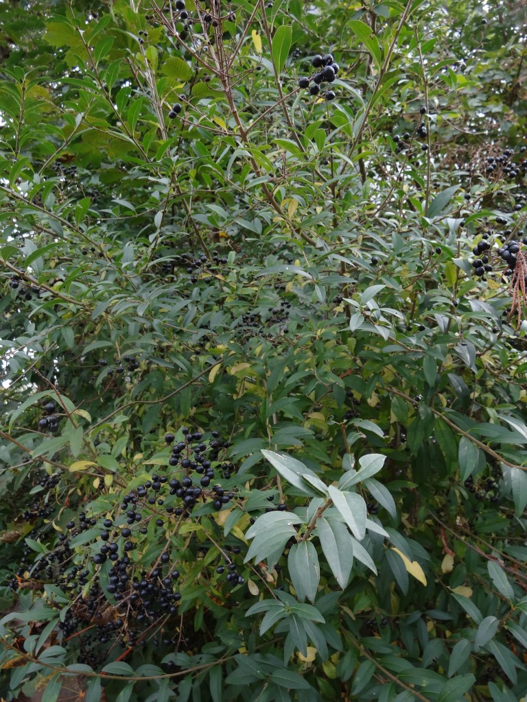 Der gewöhnliche Liguster (Ligustrum vulgare) ist ein einheimischer Strauch, der bis zu 4 Meter Wuchshöhe erreicht [gm]