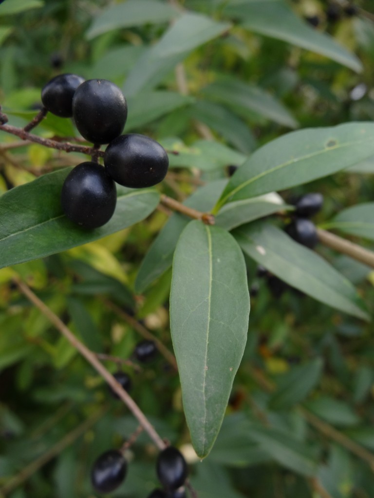 Die glänzend schwarzen Beeren, sowie auch die Blätter des Ligusters sind giftig [gm]