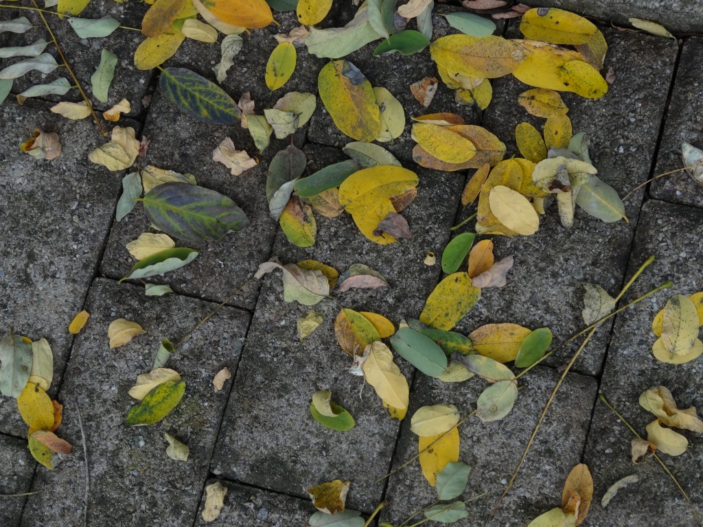 Einzelne Teilblätter und Blattstiele im Herbst [gm]