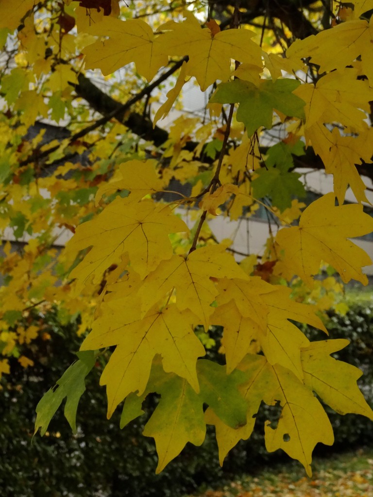 Herbstfärbung des Feldahorns [gm]